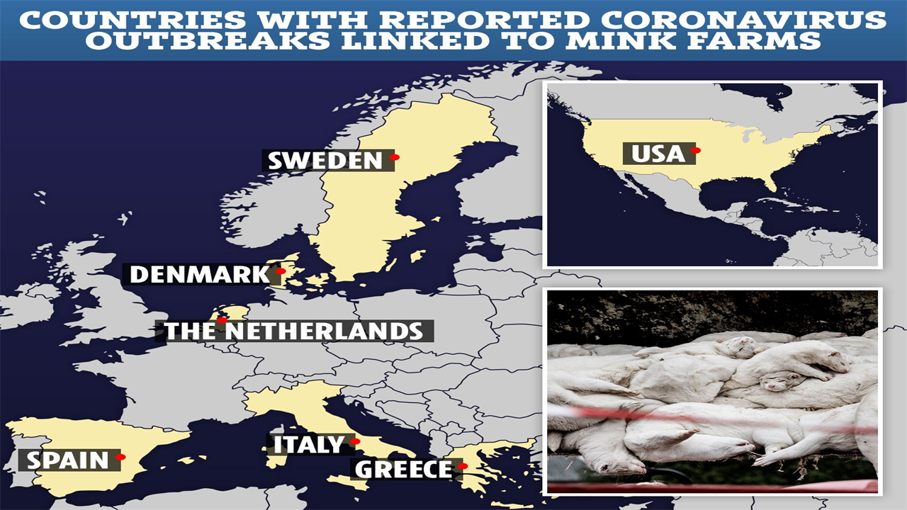 Shocking pictures show mass mink culling in Europe in bid to stop mutant strain of  coronavirus spreading across globe