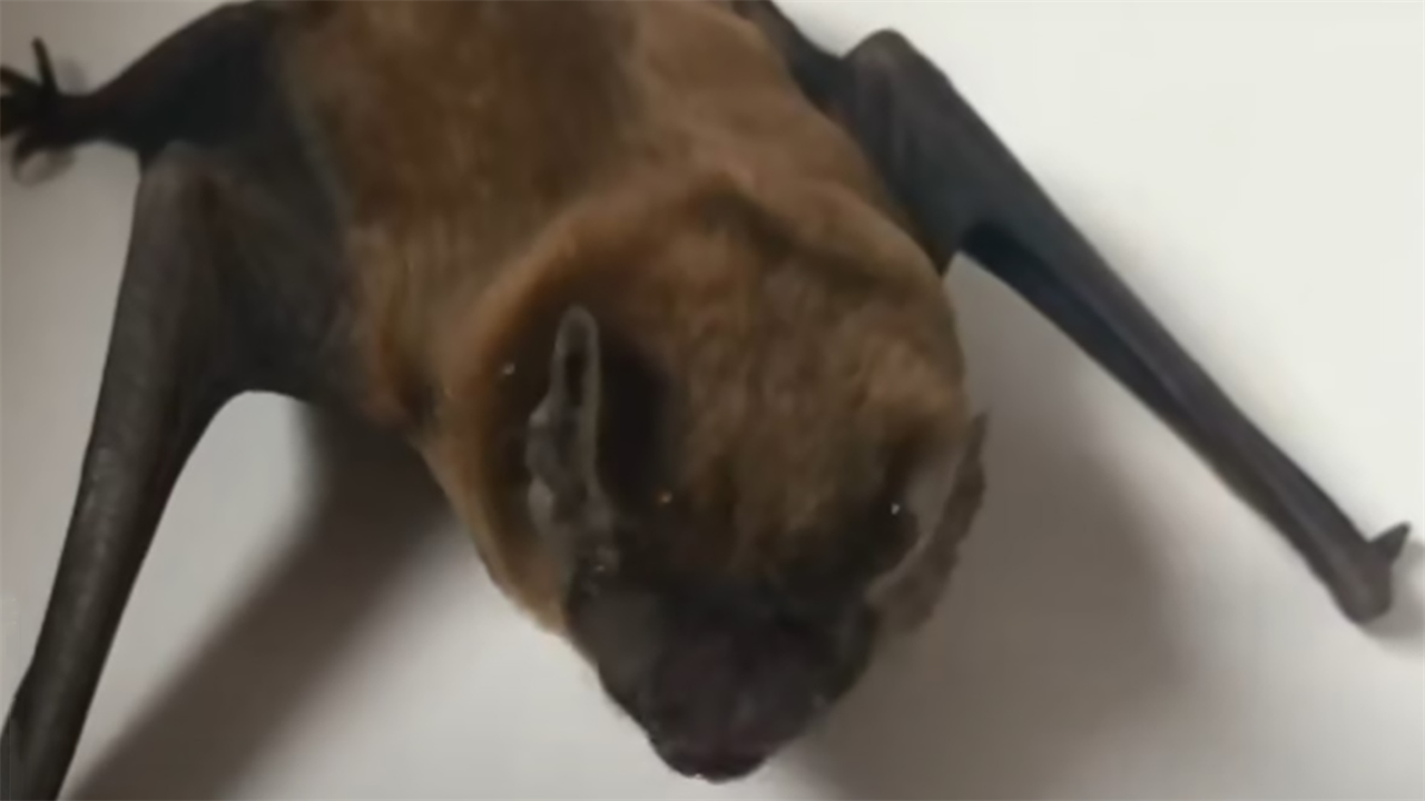 She is known as ‘bat woman’ for her life’s work researching diseases in the animals