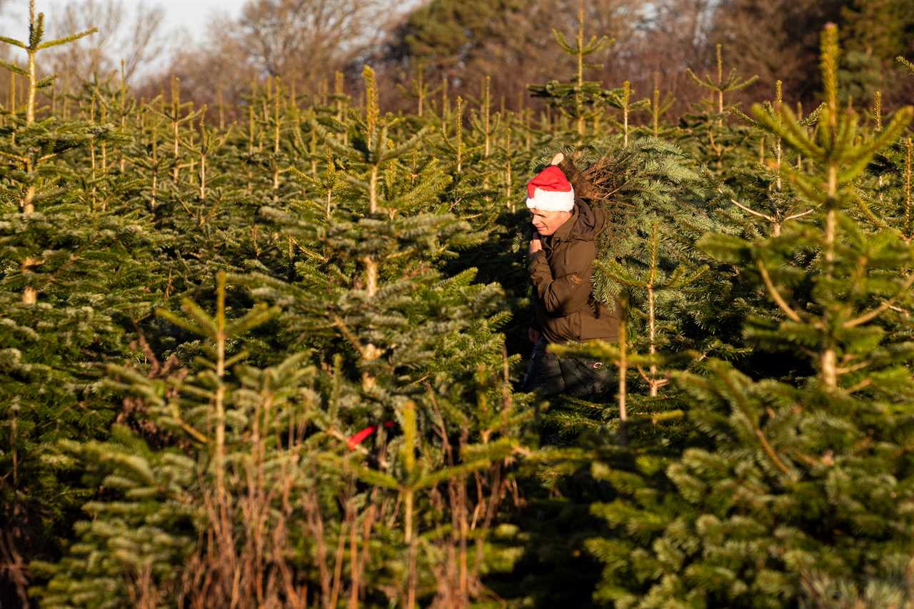 Christmas tree shops & stalls can REOPEN for sales after Matt Hancock tweaks law