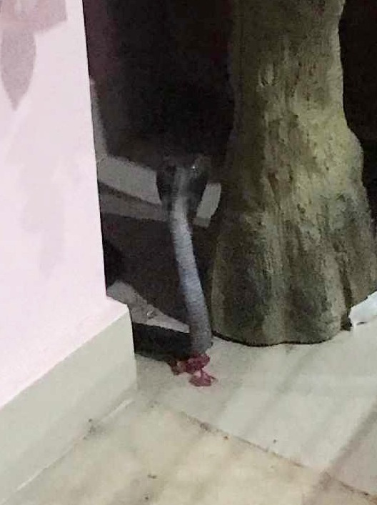 Brit dad blinded and paralysed after being bitten by King Cobra while fighting coronavirus in Indian village