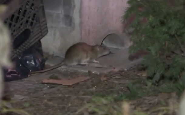 Huge New York rats are chewing through car wires & nesting in trees prompting record 12,632 complaints so far this year