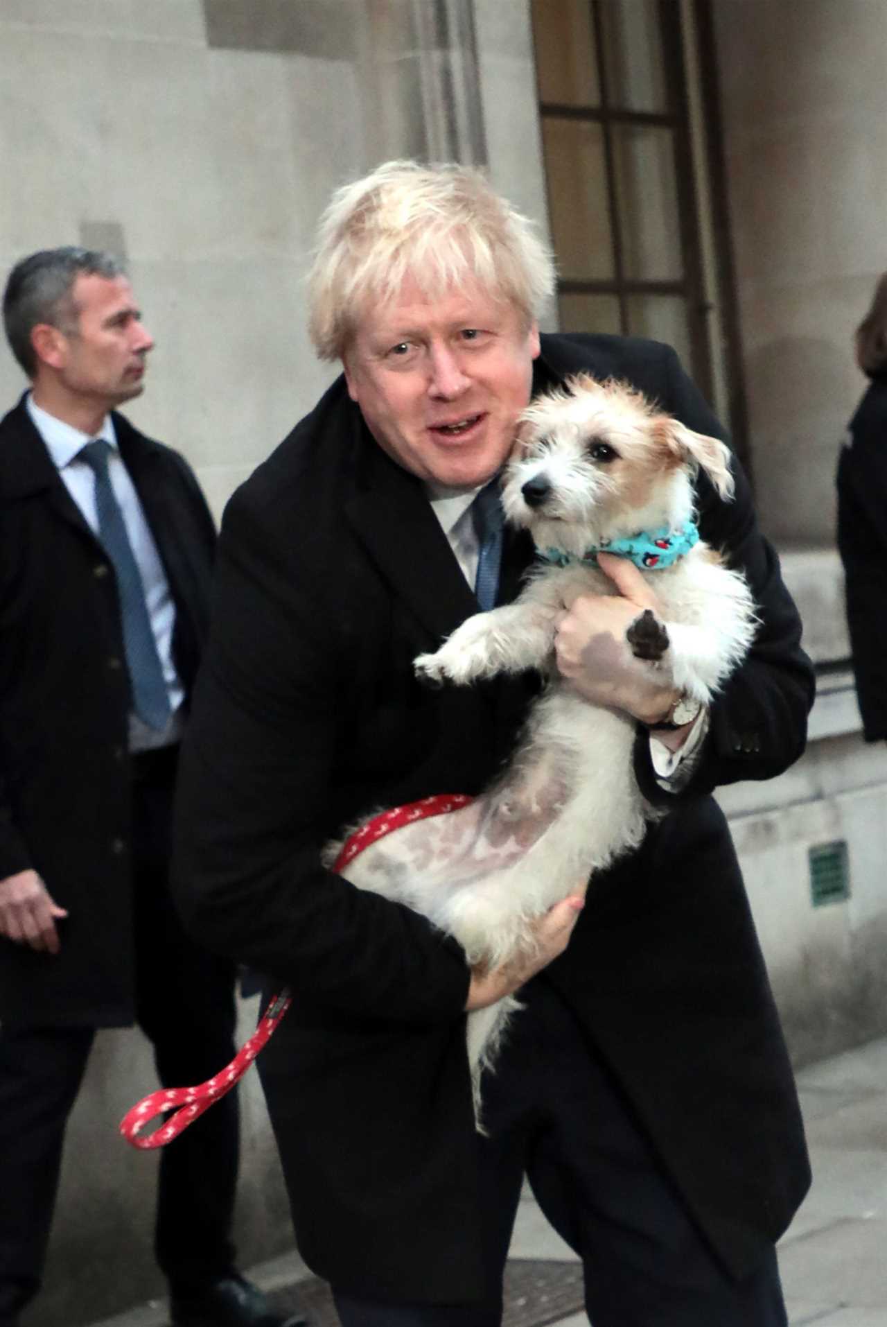 Boris Johnson’s dog Dilyn feared to have caught Covid as virus swept through No10