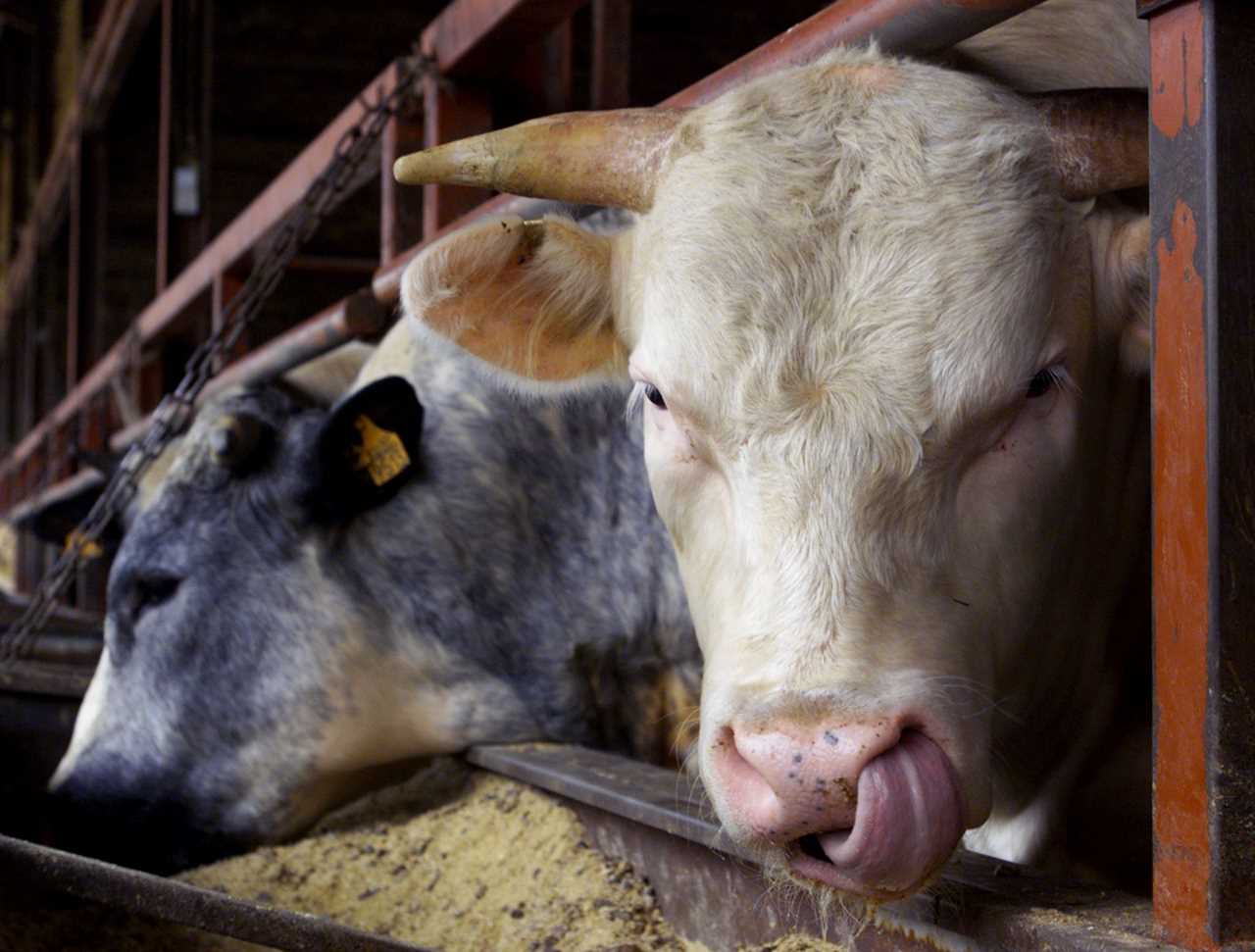 Boris Johnson to unveil Brexit ban on ‘barbaric’ live animal exports on Thursday