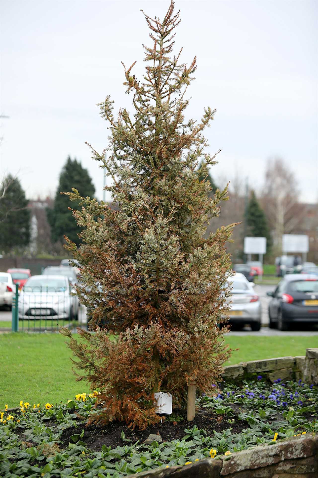 UK’s saddest Xmas tree left turning brown and with no decorations by council