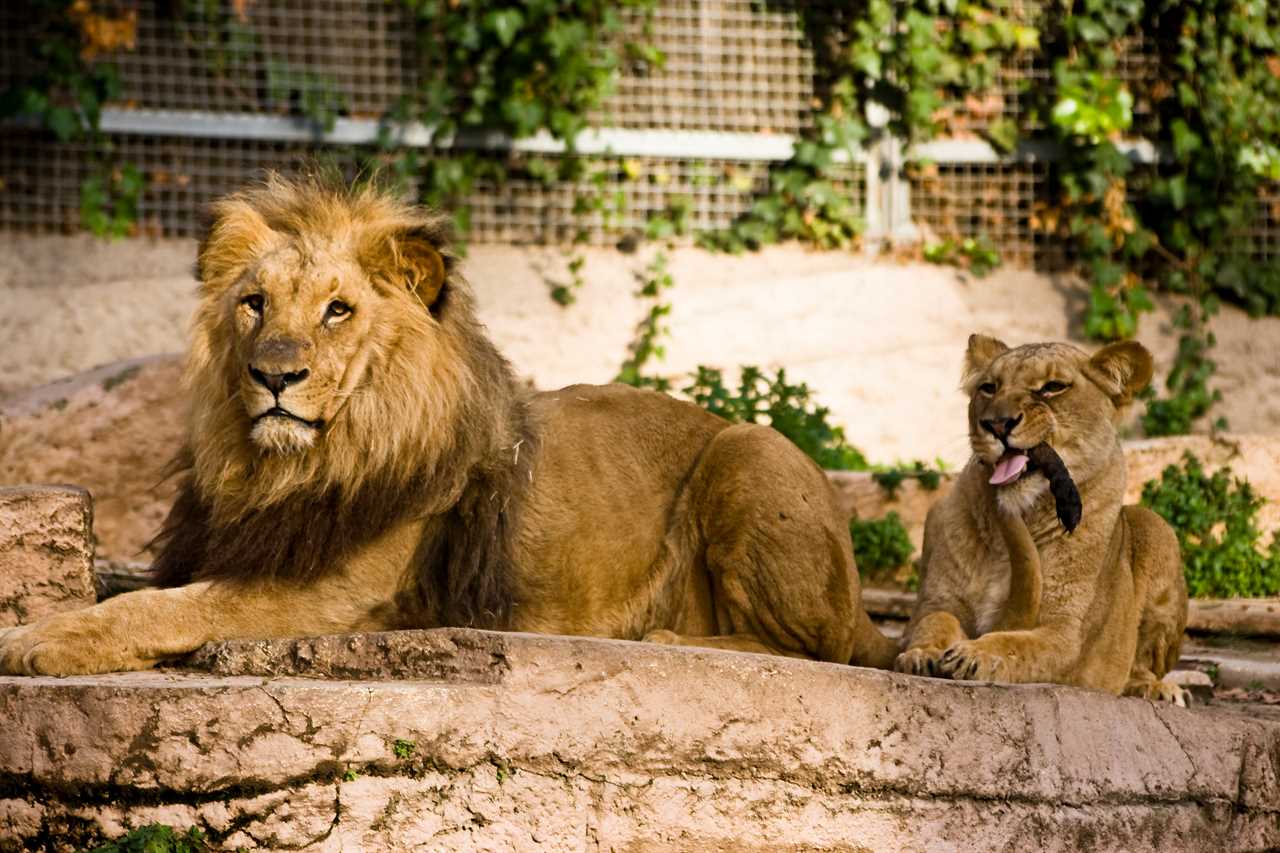 Four lions struck down by Covid in outbreak at Barcelona Zoo with staff also infected