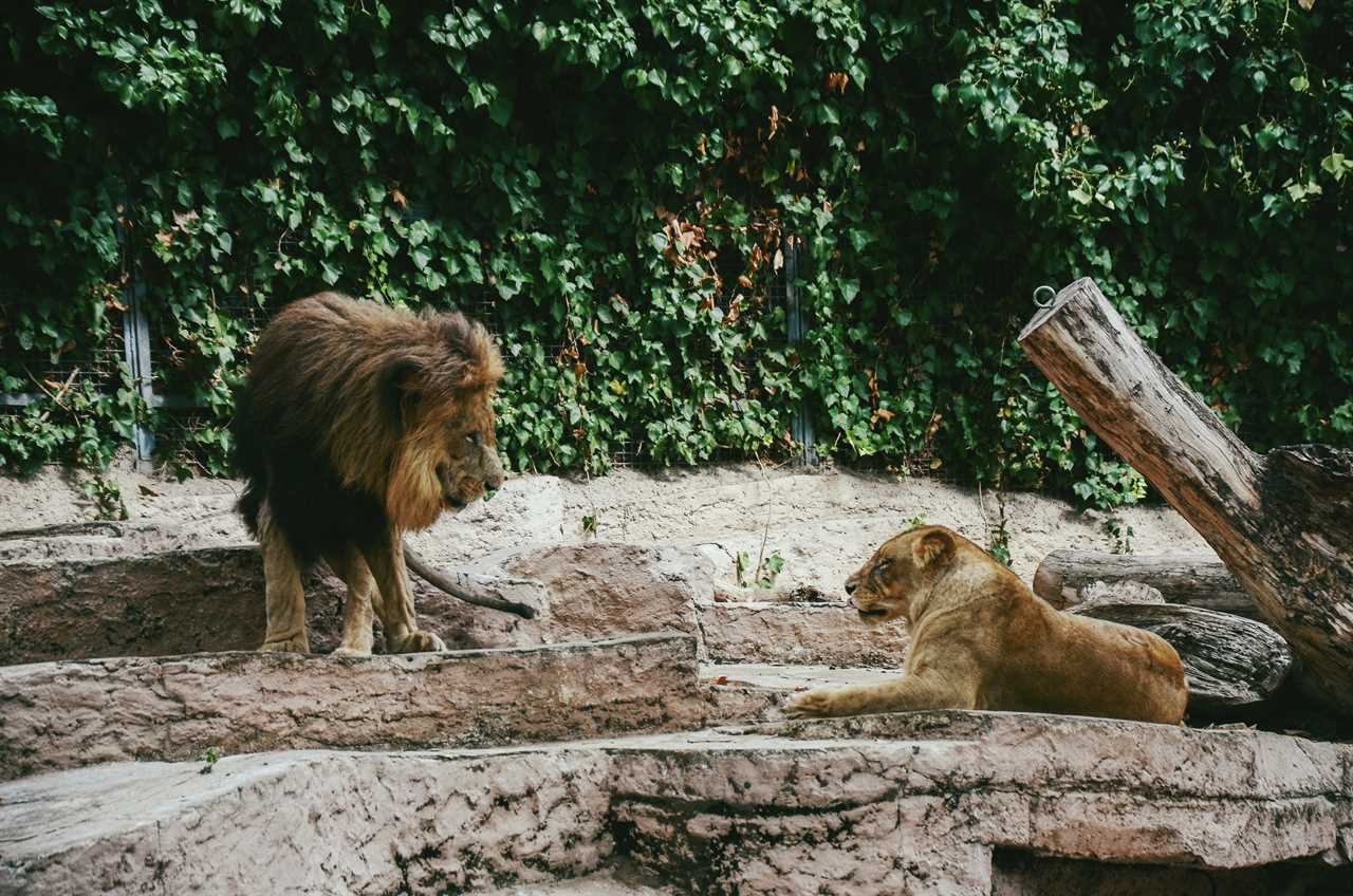 Four lions struck down by Covid in outbreak at Barcelona Zoo with staff also infected