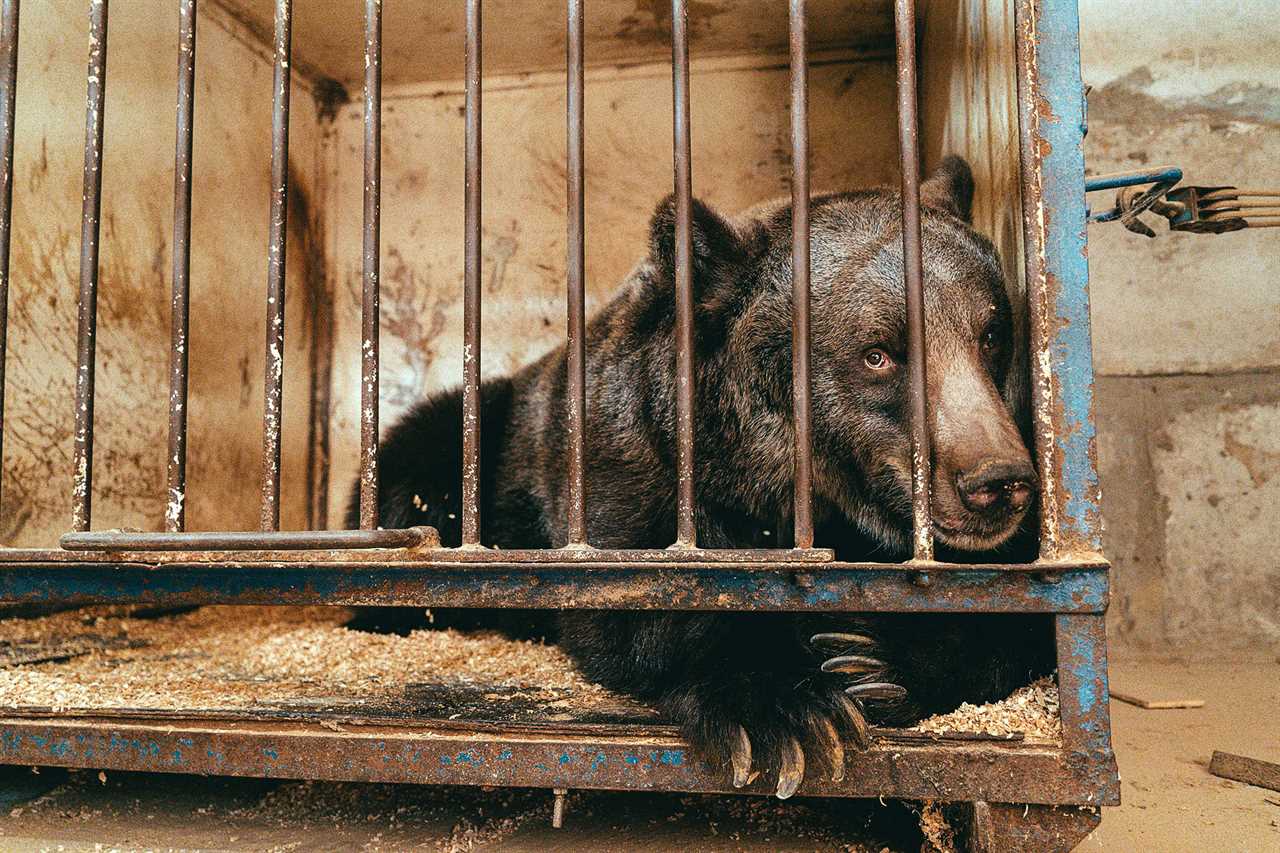 World’s loneliest bear tortured for years to perform tricks in cruel circus is rescued and relocated to Swiss resort