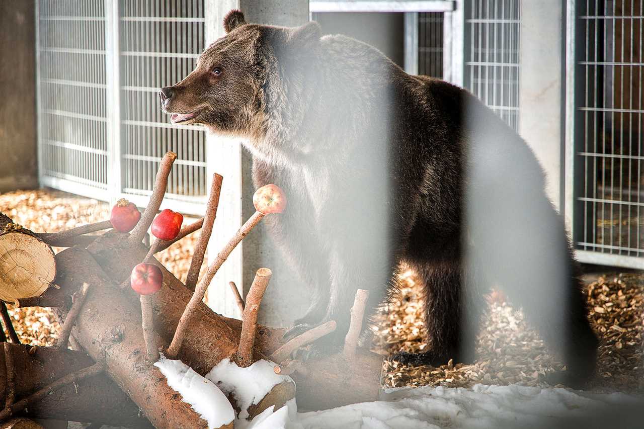 World’s loneliest bear tortured for years to perform tricks in cruel circus is rescued and relocated to Swiss resort