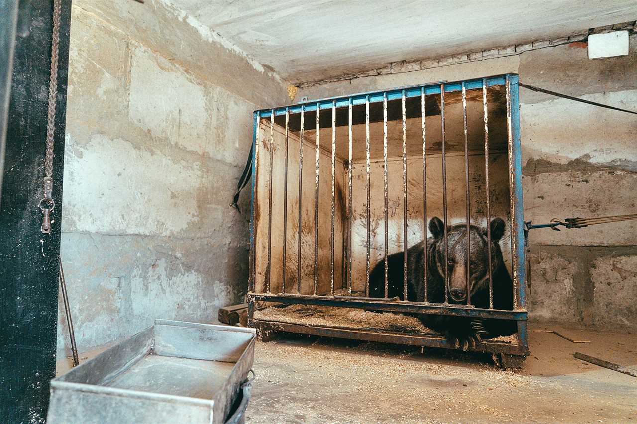 World’s loneliest bear tortured for years to perform tricks in cruel circus is rescued and relocated to Swiss resort