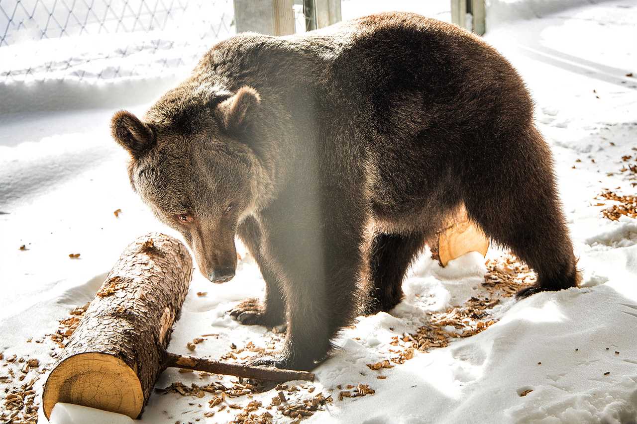 World’s loneliest bear tortured for years to perform tricks in cruel circus is rescued and relocated to Swiss resort