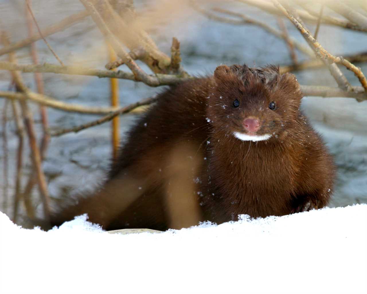 Mink in Utah test positive for Covid in first US wild animal case of virus as over 15k critters culled since August