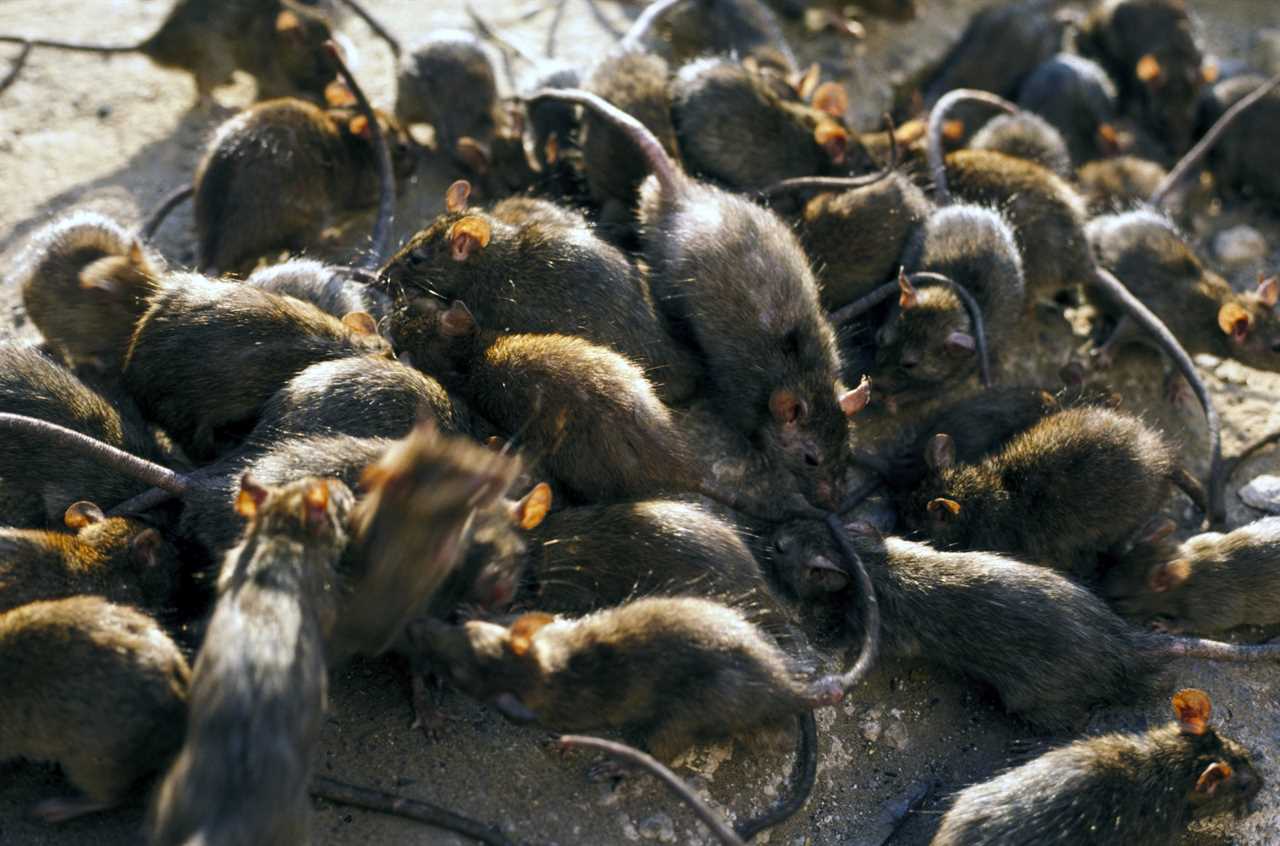 Rats ‘immune to poison’ could invade homes to feast on Xmas leftovers after lockdown breeding boom