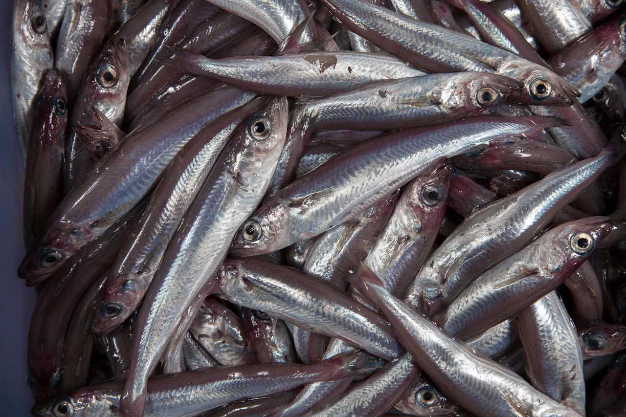 Long Covid sufferers report strong smell of FISH among further symptoms of virus