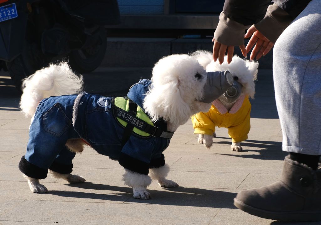 Incredible pics show dogs rocking FACE MASKS as sales of face coverings for pooches soar during Covid pandemic