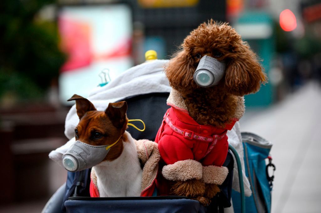 Incredible pics show dogs rocking FACE MASKS as sales of face coverings for pooches soar during Covid pandemic