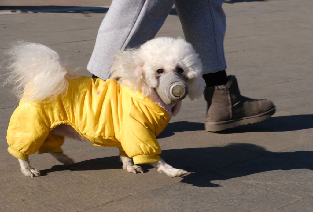 Incredible pics show dogs rocking FACE MASKS as sales of face coverings for pooches soar during Covid pandemic