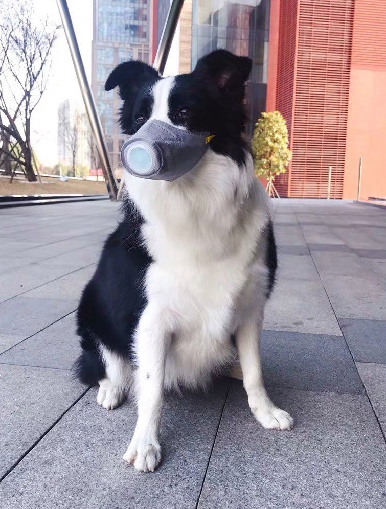 Incredible pics show dogs rocking FACE MASKS as sales of face coverings for pooches soar during Covid pandemic