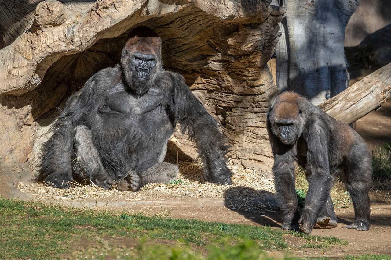 Eight GORILLAS contract Covid at San Diego zoo after staff notice them coughing in first case of virus spreading to apes