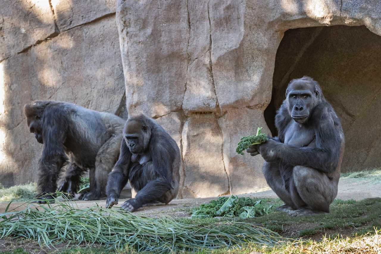 Eight GORILLAS contract Covid at San Diego zoo after staff notice them coughing in first case of virus spreading to apes