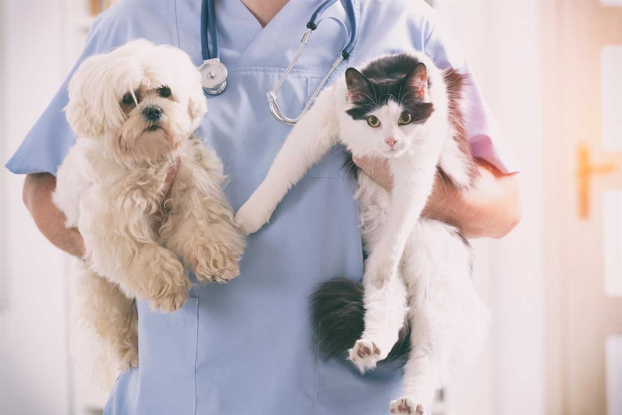 Cats and dogs may need to get Covid vaccine to stop spread of virus, scientists say