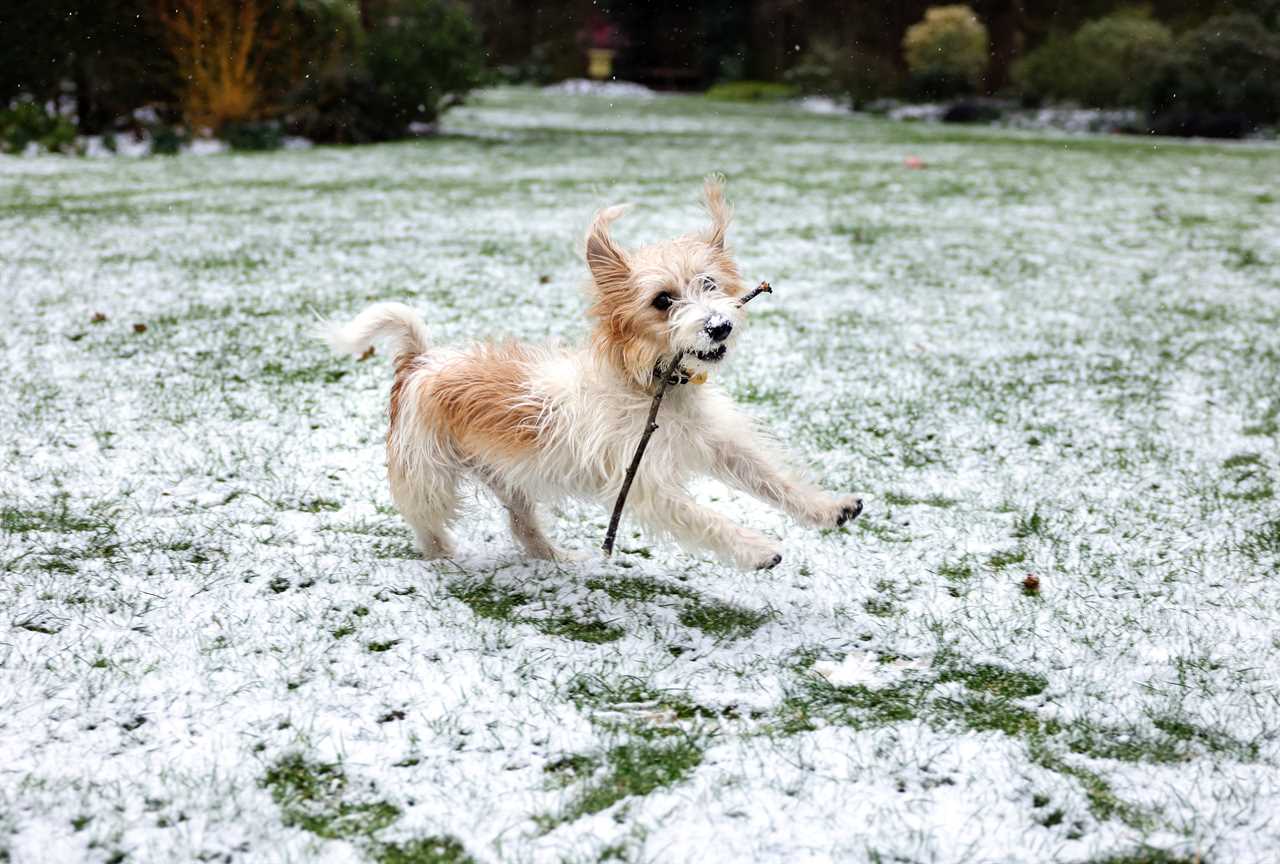 Boris Johnson’s pooch ‘promoted’ to the Cabinet to justify snaps by official photographers