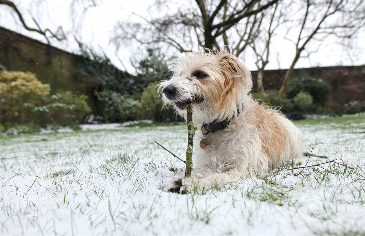 Boris Johnson’s pooch ‘promoted’ to the Cabinet to justify snaps by official photographers