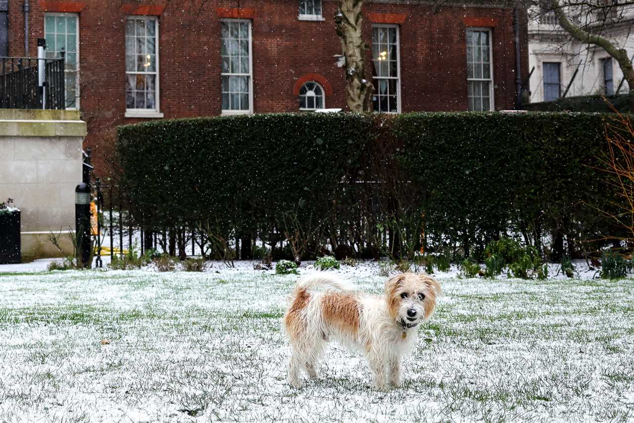 Boris Johnson’s pooch ‘promoted’ to the Cabinet to justify snaps by official photographers