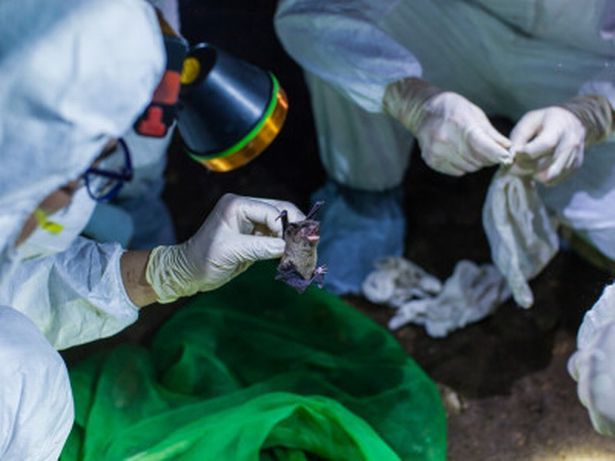 Wuhan lab in Covid ‘leak’ storm designed secret cages to breed BATS for virus experiments