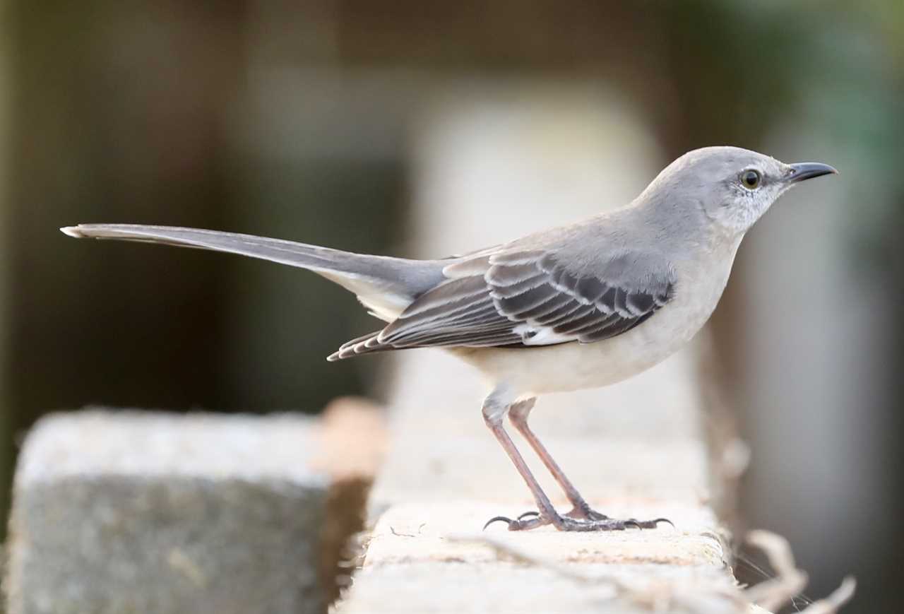 Twitchers fined for Covid breach after flocking to seaside town to catch glimpse of rare bird