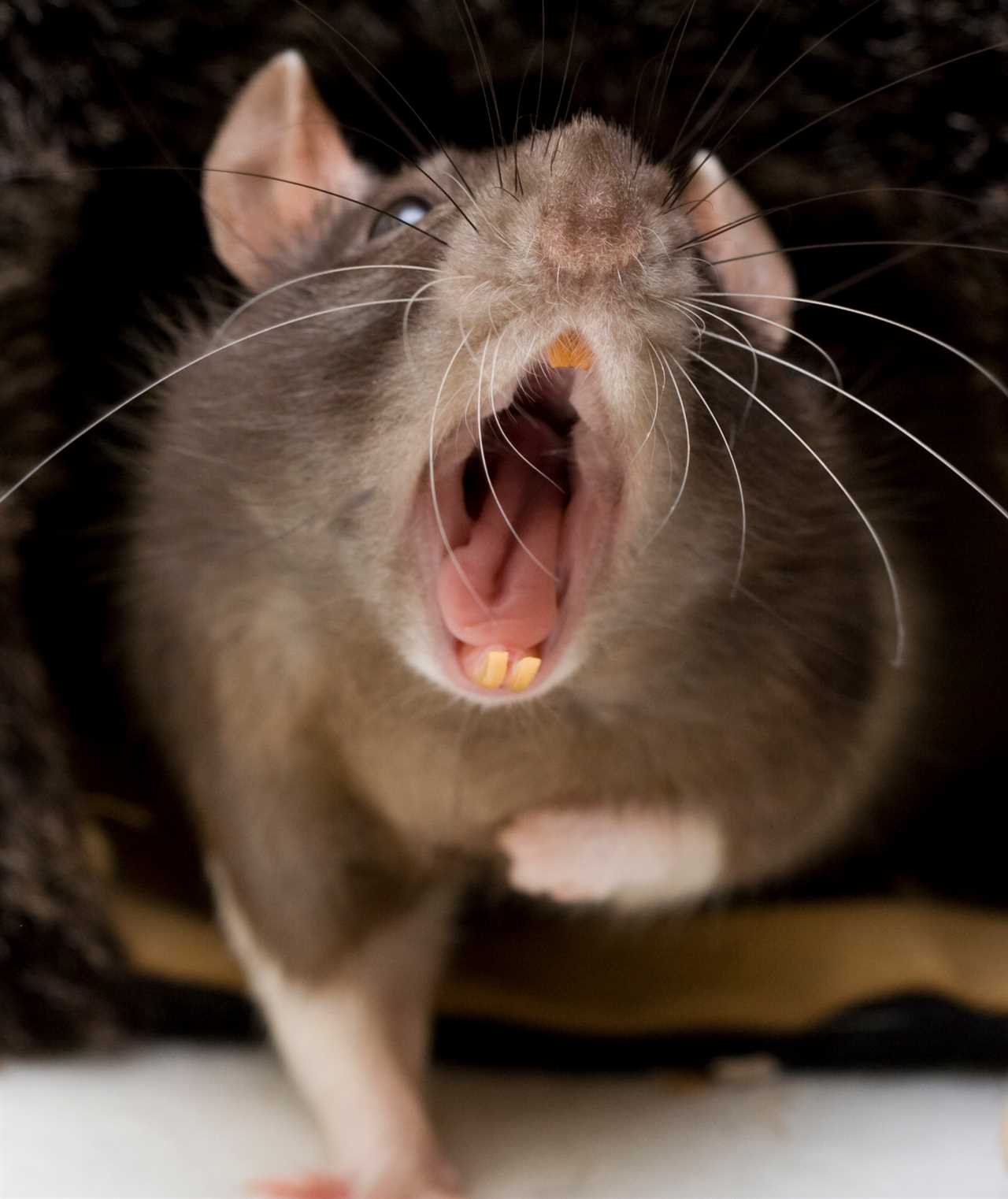 Fears plagues of rats will invade pubs and restaurants as they reopen after lockdown