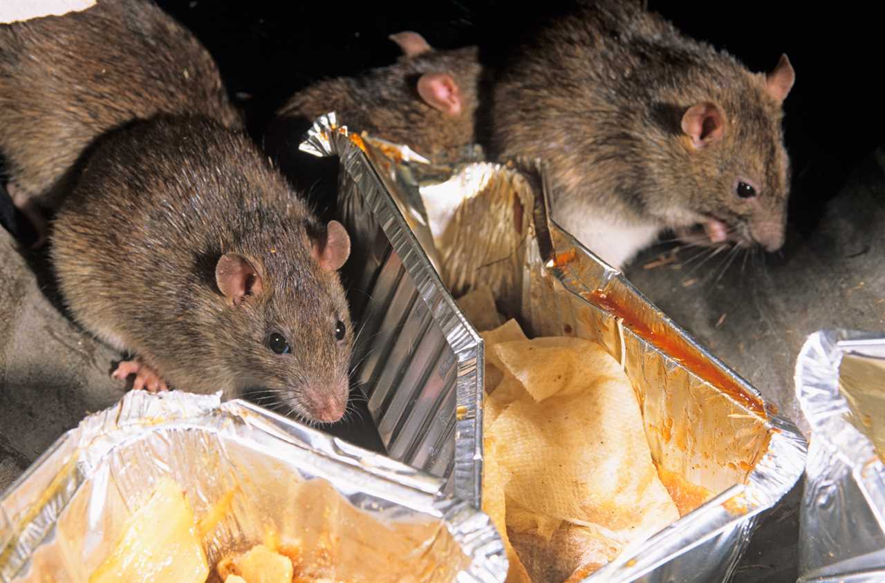 Fears plagues of rats will invade pubs and restaurants as they reopen after lockdown