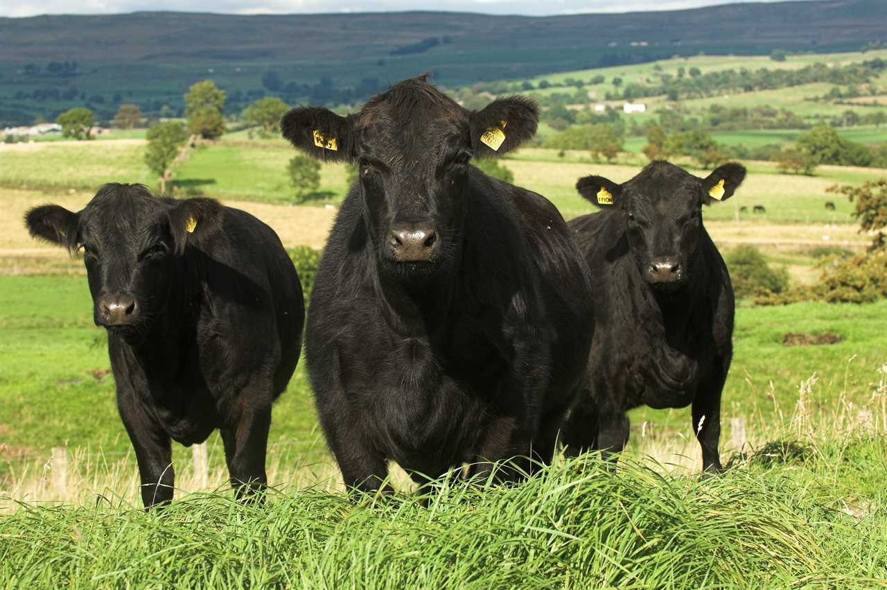 Sales of British beef soar across the world with our meat growing more popular in Asia