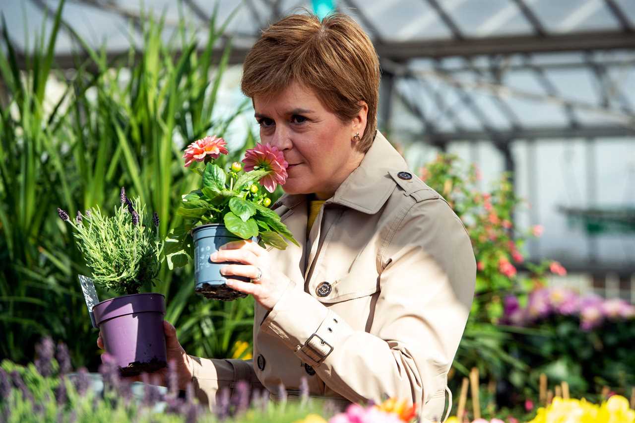 Nicola Sturgeon would be humiliated and lose second independence vote as support plummets, poll reveals