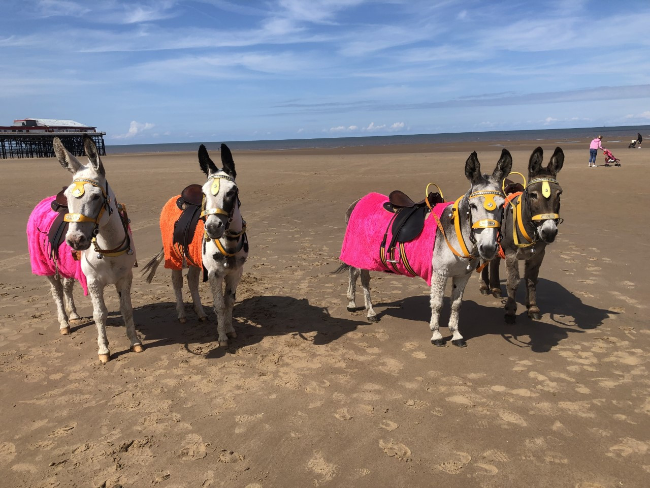 Donkeys return to Blackpool beach for first time since lockdown started