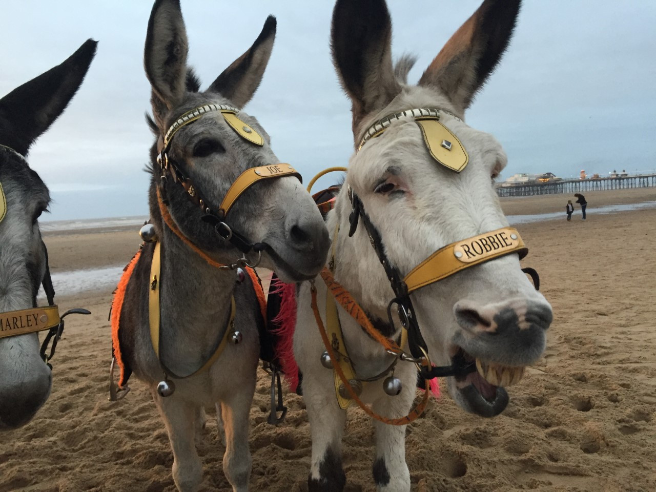 Donkeys return to Blackpool beach for first time since lockdown started