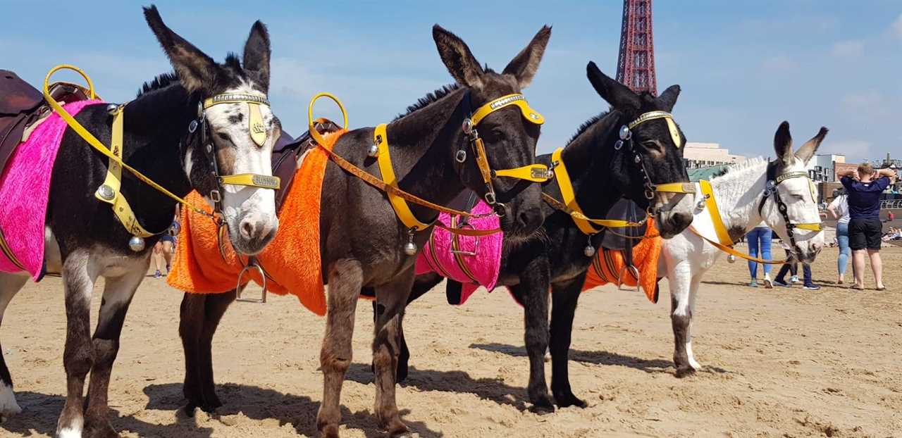 Donkeys return to Blackpool beach for first time since lockdown started