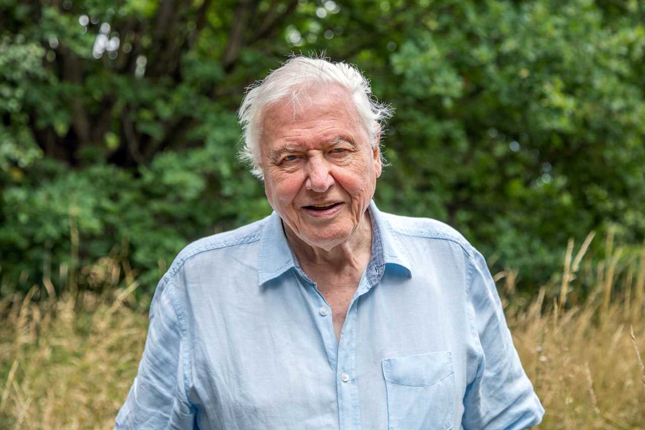 Sir David Attenborough to be green poster boy for COP26 climate summit