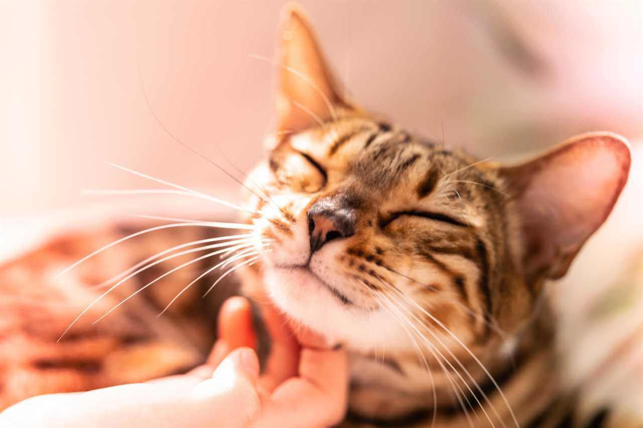 Cat owners face £500 fines if they don’t microchip pets under new laws