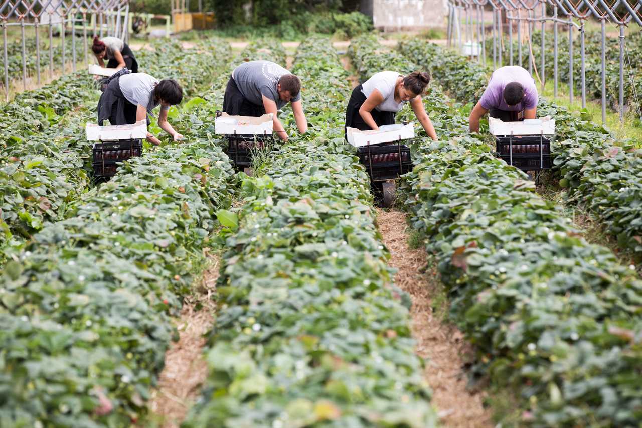 Supermarkets face fruit and veg shortage over Government not allowing in enough foreign pickers