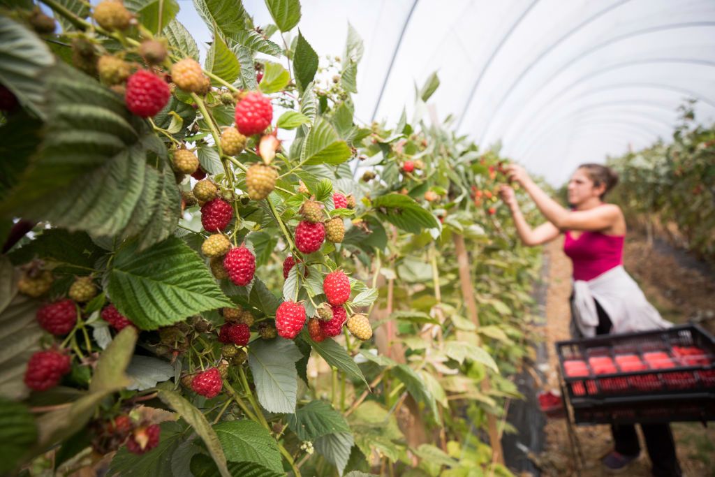 Supermarkets face fruit and veg shortage over Government not allowing in enough foreign pickers