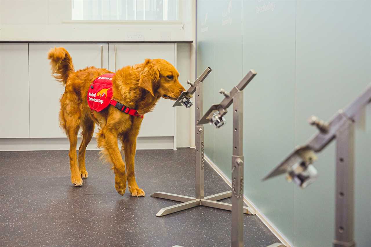 Sniffer dogs can detect Covid more quickly than rapid tests, bombshell study finds