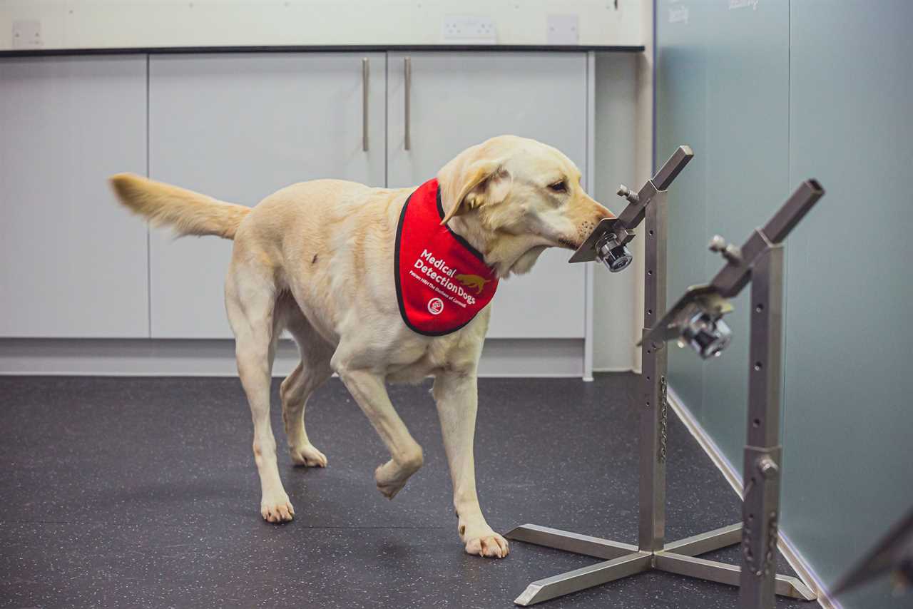 Sniffer dogs can detect Covid more quickly than rapid tests, bombshell study finds