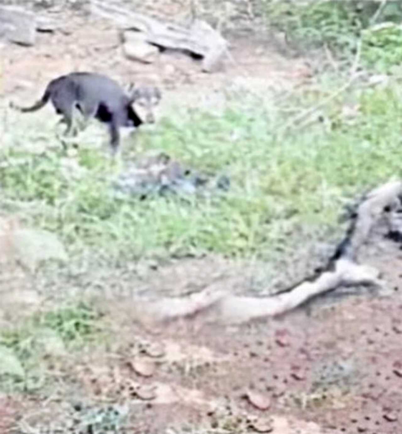 Stray dogs ‘eat’ burned bodies of Covid victims washed up on banks of Indian river as country battles deadly outbreak