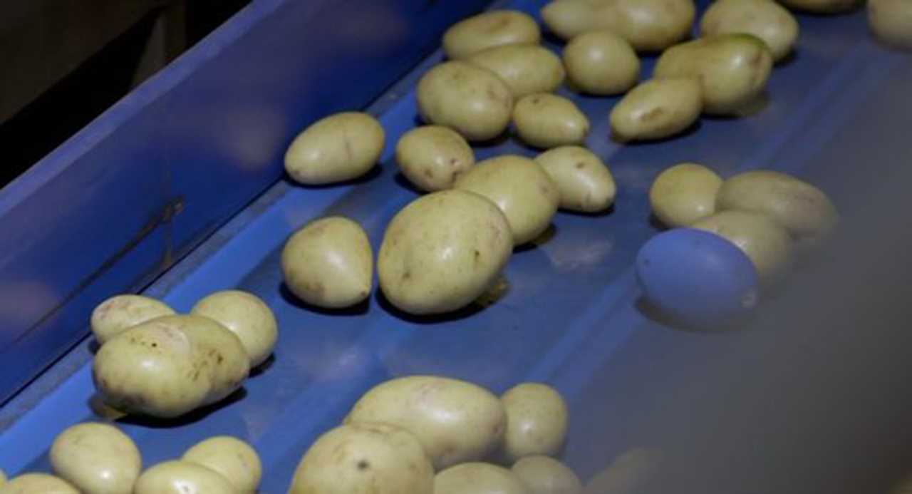 Tesco secrets revealed as store uses electronic potatoes and hire staff just four hours after they apply