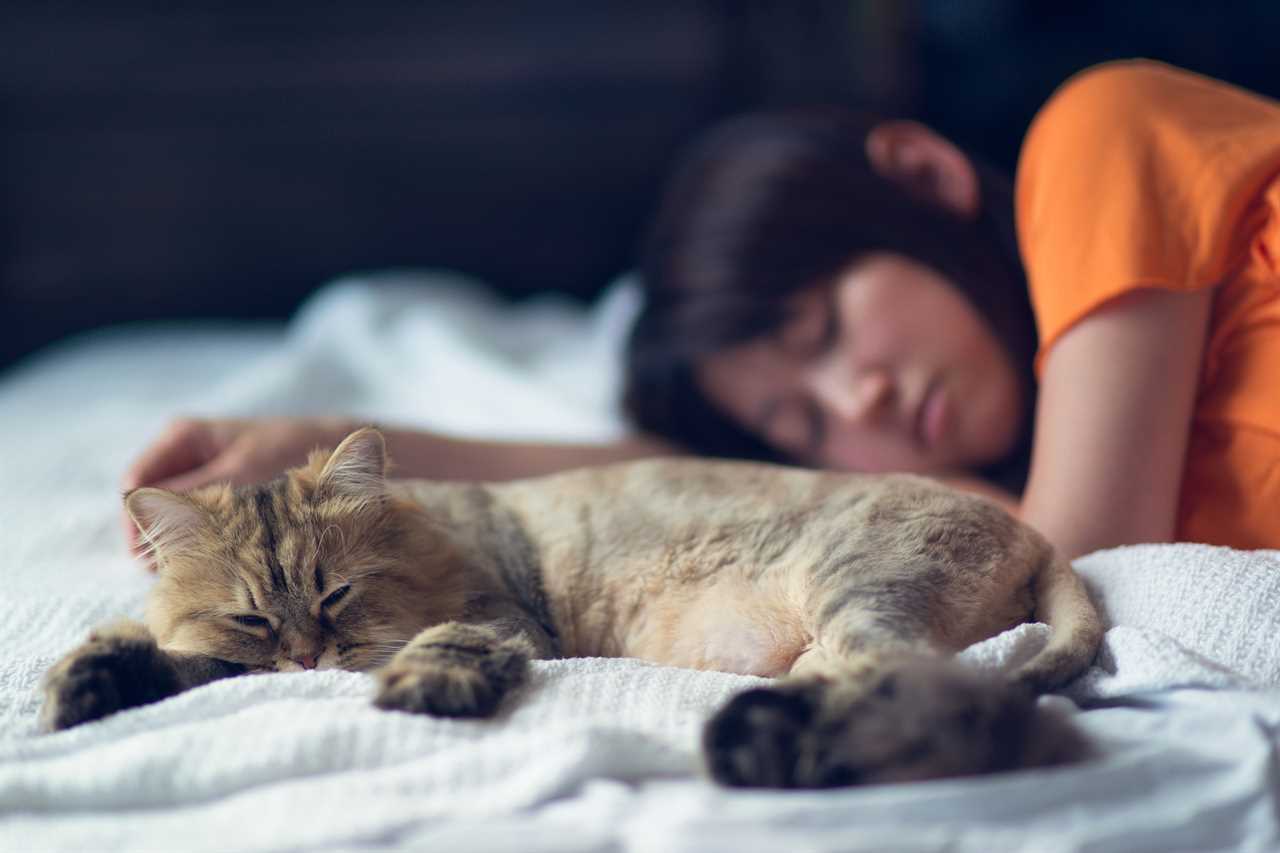 Cats can catch Covid from sleeping on infected owner’s bed, study finds