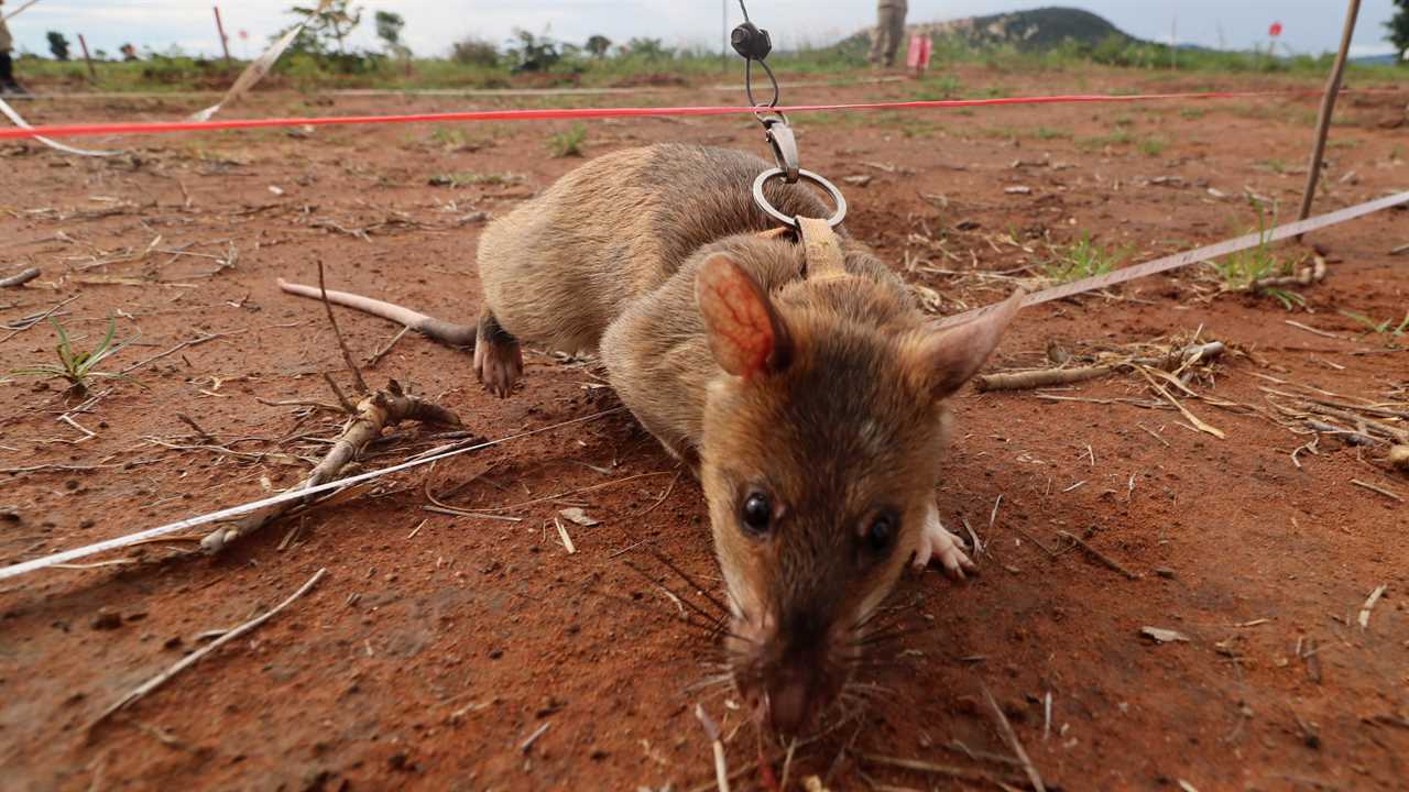 Hero British mine clearance worker murdered in Cambodia honoured with giant bomb-sniffing rat