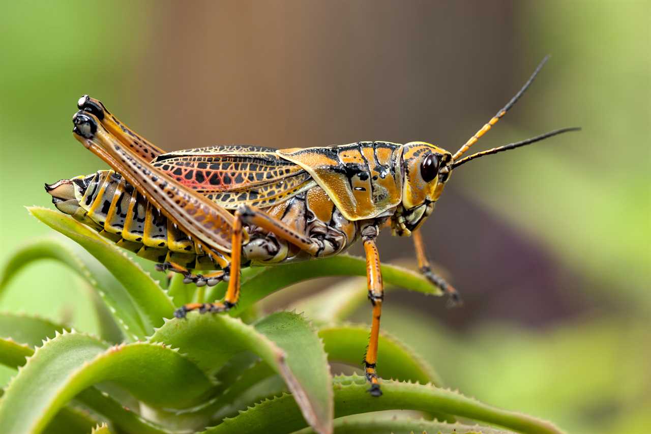 Brits could live on a diet of crickets and locusts instead of meat in just a few years