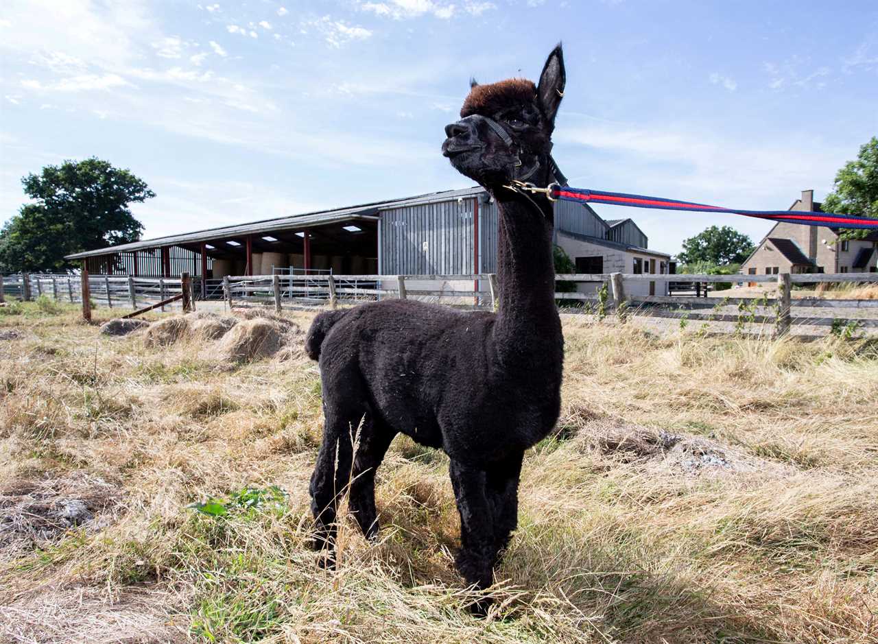 There are just two days left to save Geronimo the alpaca