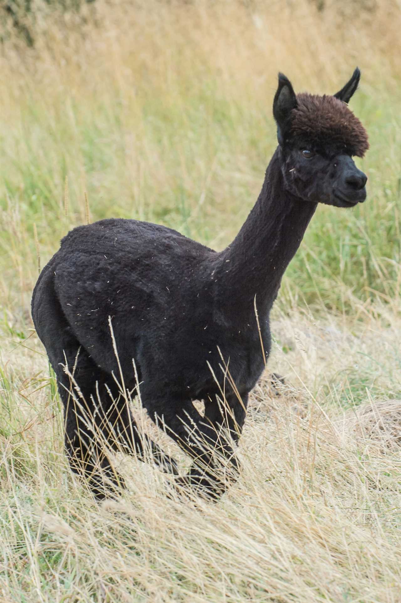 Alpaca Geronimo condemned to death after pleas for last-minute reprieve ignored