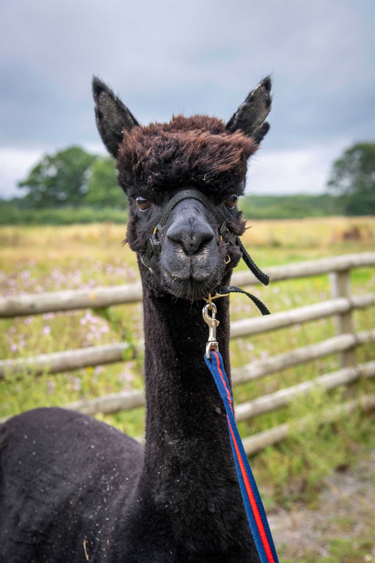 Boris Johnson condemns Geronimo the alpaca to death as ‘we need to move ahead’ & NO plans to test him a final time